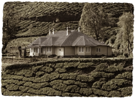 Tea Bungalows